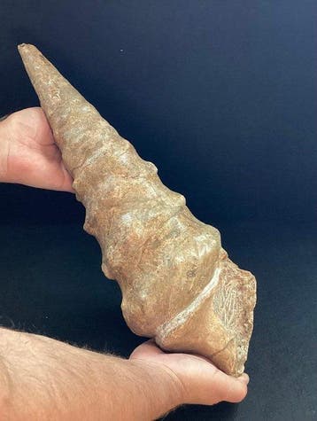 Grote zeldzame vrouwelijke gastropode fossiele schelp, 48, Verzamelen, Mineralen en Fossielen