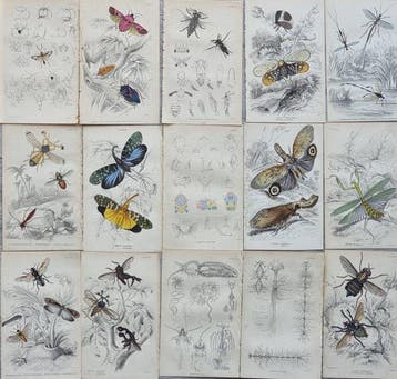 Sir William Jardine (1800–1874) - Lot of 15 plates The