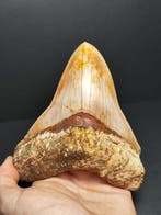 Megalodon - Fossiele tand - Otodus megalodon - 13.28 cm -