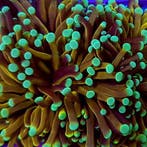 Euphyllia Glabrescens NY knicks (1 kop), Ophalen of Verzenden, Nieuw