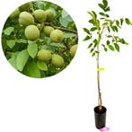 Juglans regia Franquette, Walnotenboom + pot, Verzenden, Volle zon