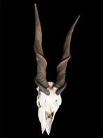 Eland Schedel van een zoogdier - Tragelaphus oryx - 100 cm -