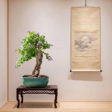 Bonsai van Duranta - Verzamelingstuk - Hoogte (boom): 49 cm, Antiek en Kunst, Curiosa en Brocante