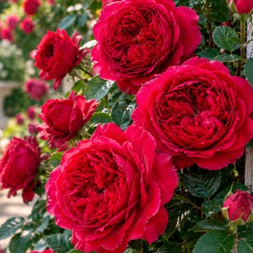 Roos ‘Florentina’ Sierplanten, Rood, Tuin en Terras, Verzenden, Overige soorten, Struik