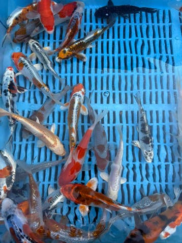 Japanse koi veiling via WhatsApp - Bieden vanaf €1, Karper of Koi