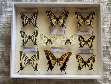 Vlinder Taxidermie volledige montage - Papilionidae - 30 cm, Nieuw