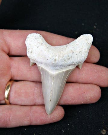 Haai - Fossiele tand - Otodus Obliquus (Zonder minimumprijs), Verzamelen, Mineralen en Fossielen