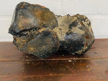 Wolharige mammoet - Fossiel fragment - Mammuthus primigenius, Verzamelen