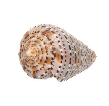exclusief stuk  Hammer Musterung  Taxidermie volledige, Nieuw