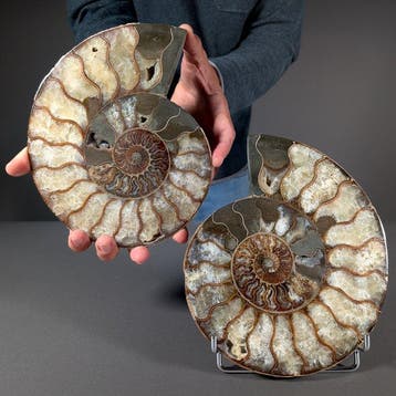 Uitzonderlijke doorsneden ammoniet - Paar - Gefossiliseerde