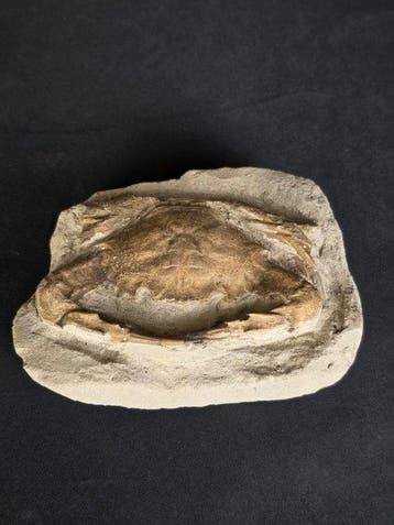Krabben - Gefossiliseerd dier, Verzamelen