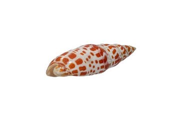 Exclusieve bisschopsmitra (Mitra mitra) – 12,6 cm prachtstuk, Nieuw