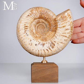 Perisphinctes - Jurassische elegantie op een houten sokkel, Nieuw