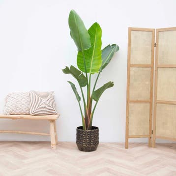 Green Bubble - Strelitzia Augusta - 210cm - Ø30 cm, Ophalen of Verzenden