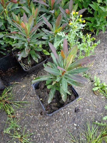 Euphorbia amygdaloides 'Purpurea' , wolfsmelk  roodbladig P9, Tuin en Terras, Planten | Tuinplanten, Ophalen of Verzenden, Lente