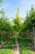 Quercus palustris hoogstam 20/25