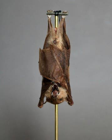 Vleermuis Taxidermie volledige montage - Macroglossus, Antiek en Kunst
