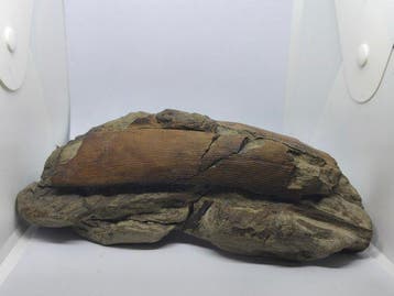 Gefossiliseerde plant - Calamites - 12 cm - 23 cm (Zonder