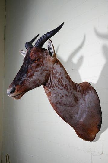 Common Tsessebe, aka Sassaby Taxidermie wandmontage -, Nieuw