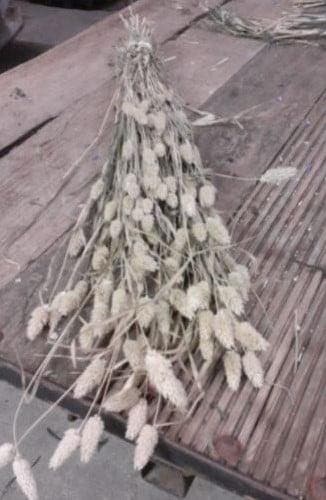 Phalaris Naturel B droogbloemen, Ophalen of Verzenden, Nieuw