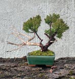 Jeneverbes bonsai (Juniperus) - Hoogte (boom): 17 cm -
