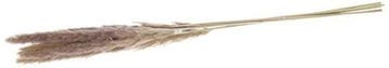 Pampas Grass Jaxx Natural 65-75 cm 6 stuks, Huis en Inrichting, Ophalen of Verzenden, Nieuw