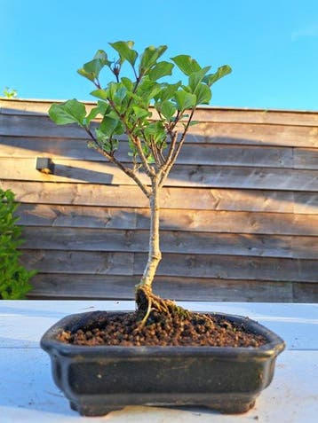 syringa - Hoogte (boom): 20 cm - Diepte (boom): 10 cm -