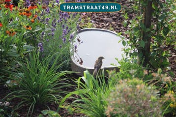 Vogelbad / vogel voederschaal - vorstbestendig - kadotip!, Ophalen of Verzenden, Nieuw