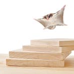 Houten Hamster Platform Kooi Plateau Kleine Dieren, Dieren en Toebehoren, Verzenden