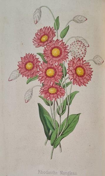 Les Rédacteurs du Bon Jardinier (red.) - Revue horticole -