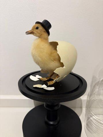 Eenden kuiken Taxidermie volledige montage - Eenden kuiken -