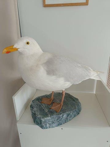 haringmeeuw Taxidermie volledige montage - Larus argentatus, Nieuw