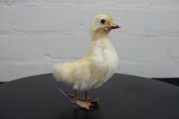duckling Taxidermie volledige montage - Anas platyrhynchos -, Nieuw