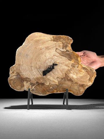 Prachtige schijf versteend hout op een op maat gemaakte