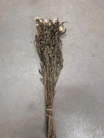 Helichrysum droogbloemen Wit 20 bundels Restant, Huis en Inrichting, Ophalen of Verzenden, Nieuw