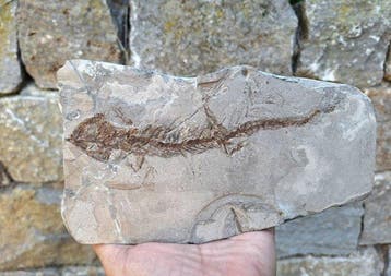 Krokodilsalamander - Gefossiliseerd dier - Chelotriton