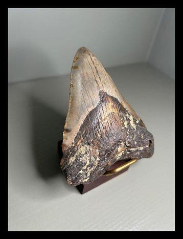 Megalodon - Fossiele tanden - 103 mm - 85 mm
