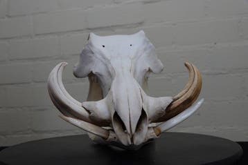 African Warthog Schedel - Phacochoerus africanus - 0 cm - 21