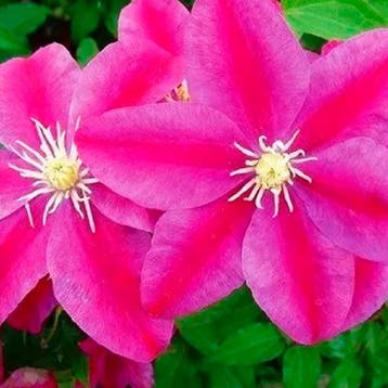 Bosrank Sunset container (C2) Clematis, Sierplanten, Verzenden, Overige soorten, Struik