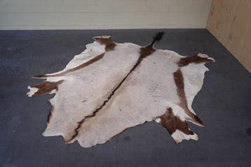 Gemsbok Hoorns - Oryx gazella - 230 cm - 1 cm - 165 cm-, Verzamelen, Nieuw