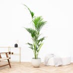 Green Bubble - Kentia palm - 180 cm - Ø21 -25 cm, Ophalen of Verzenden