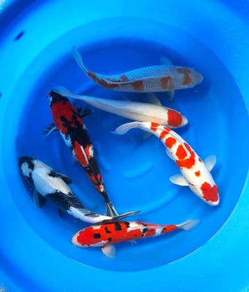 Hirasawa Marusei 45-55cm (Japanse Koi), Karper of Koi