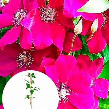 Clematis Rouge Cardinal container (P15) Sierplanten, Verzenden, Overige soorten, Struik