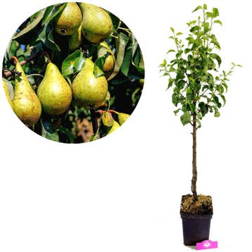 Pyrus communis Concorde + pot 23cm, Verzenden, Volle zon