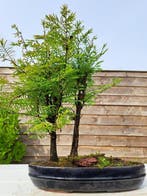 metasequoia bonsai in bonsaischaal - Hoogte (boom): 40 cm -, Antiek en Kunst