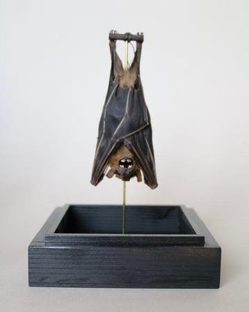 Vleermuis Taxidermie volledige montage - Cynopterus