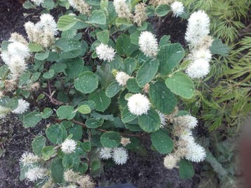 Fothergilla major , lampepoetserstruik / blue shadow, Ophalen of Verzenden, Minder dan 100 cm