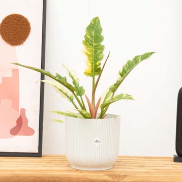 Green Bubble - Philodendron Ring of fire - 30cm - Ø14 cm, Ophalen of Verzenden