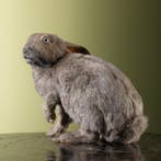 Konijn Taxidermie Opgezette Dieren By Max, Ophalen of Verzenden, Nieuw, Wild dier, Opgezet dier