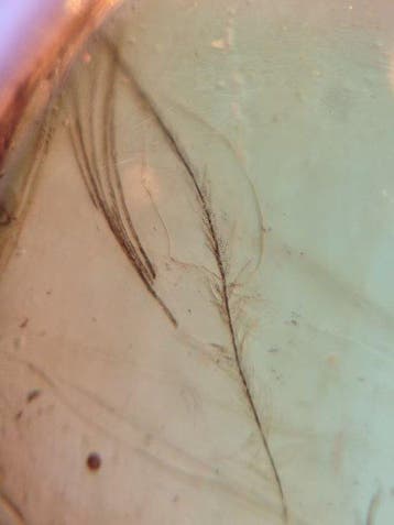 Birmese barnsteen - Barnsteen - Dinosaur Or Bird Hair
